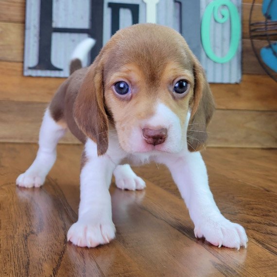 puppies for sale - Beagle Haven