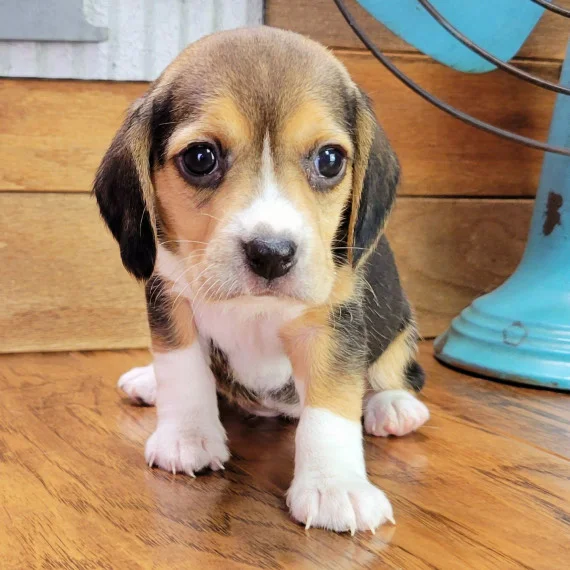 Pocket Beagle puppies near me - Beagle Haven