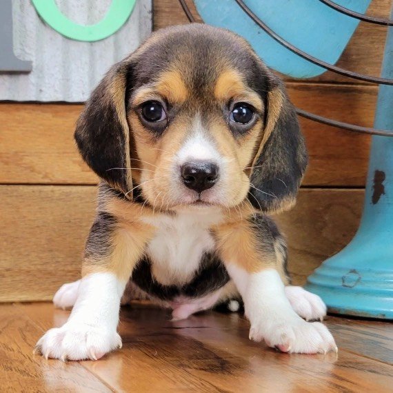 Pocket beagles for sale near me - Beagle Haven