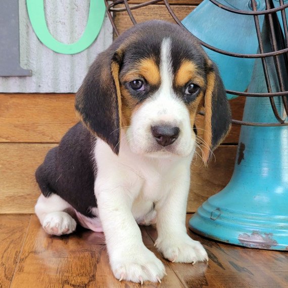 Beagle puppies for sale - Beagle Haven